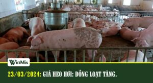 Giá heo hơi hôm nay
