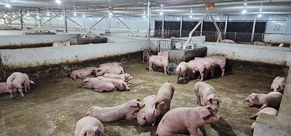 Cám lợn 60kg-90kg - CLT-03 cám lợn 60kg-90kg winmix