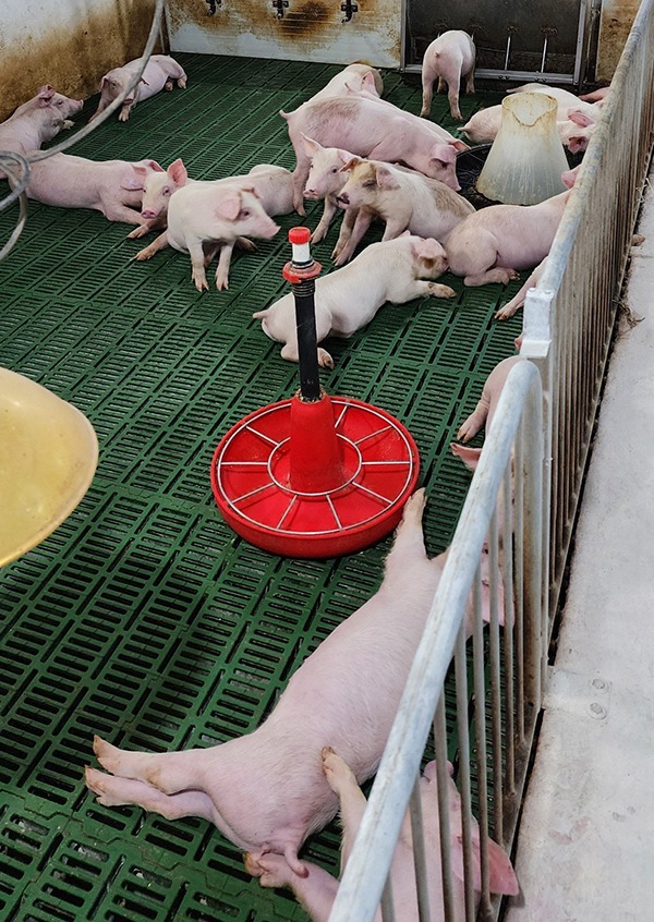 cám lợn sau cai sữa 10 ngày - 15kg winmix