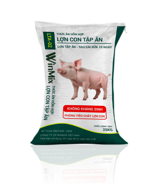 cám lợn tập ăn đến sau cai sữa 10 ngày