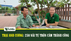 Trại anh Cương 250 nái tự trộn cám thành công