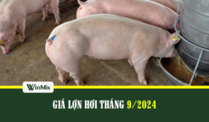 Giá lợn hơi thay đổi trong tháng 9