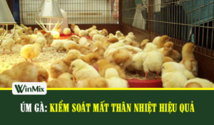 kiem-soat-than-nhiet-hieu-qua-trong-um-ga