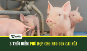 3 thời điểm phù hợp lợn con cai sữa