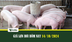 Giá lợn hơi hôm nay