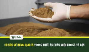 đạm cá trong thức ăn chăn nuôi