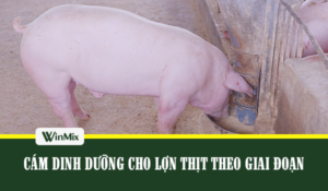 cam dinh duong cho lon thit