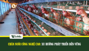 chăn nuôi công nghệ cao trên gà