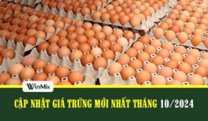 giá trứng gà cập nhật