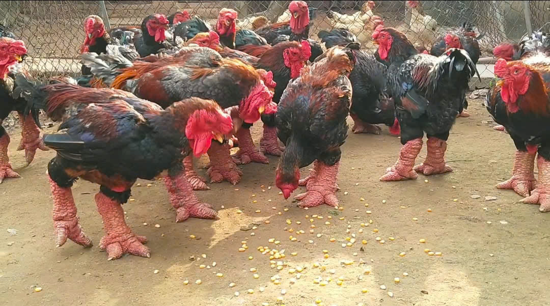 giống gà đông tảo