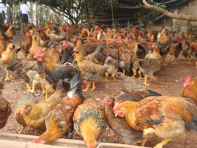 Chăn nuôi gà thả vườn như thế nào 