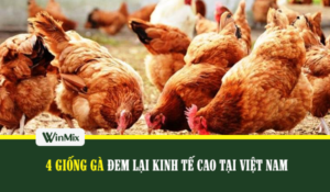Giống gà việt nam xu hướng