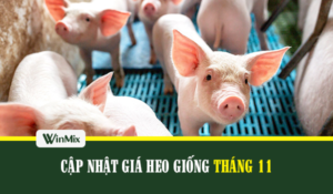 Cập nhật giá heo giống tháng 11