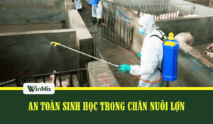 An toàn sinh học trong trại lợn