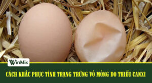 Trứng gà vỏ mỏng