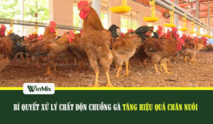 Xử lý chất độn chuồng gà