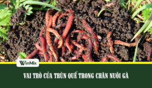 Chun que chan nuoi gia cam