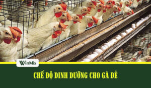 Chế độ dinh dưỡng cho gà đẻ trứng