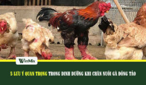 Gà Đông Tảo những lưu ý trong chăn nuôi