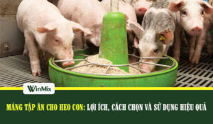 Máng tập ăn cho heo con