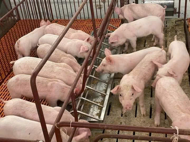 Máng tập ăn cho heo con dài