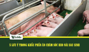 5 Lưu ý chăm sóc heo nái sau sinh