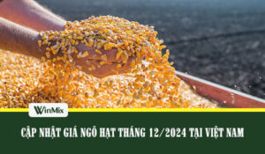Gia ngo hat thang 12