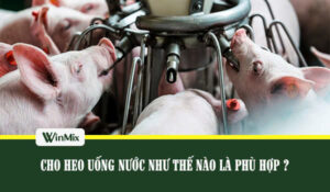 Cách cho heo uống nước phù hợp