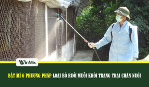 Cách loại bỏ ruồi muỗi trong trang trại chăn nuôi