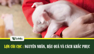 Lợn còi cọc suy dinh dưỡng