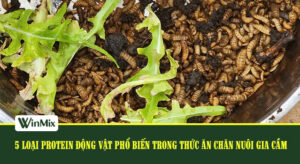 5 loại protein động vật phổ biến trong thức ăn chăn nuôi