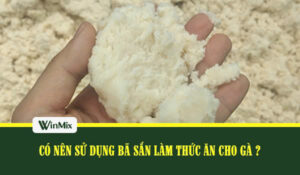 Bã sắn trong chăn nuôi