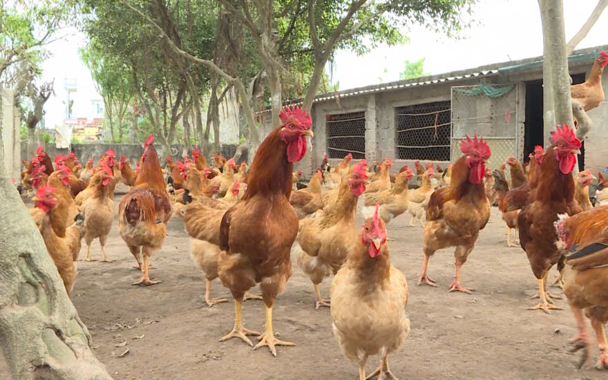gà ri và ưu điểm trong chăn nuôi
