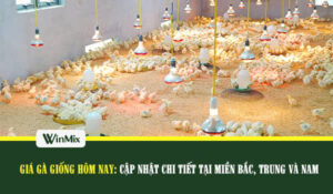Giá gà giống hôm nay