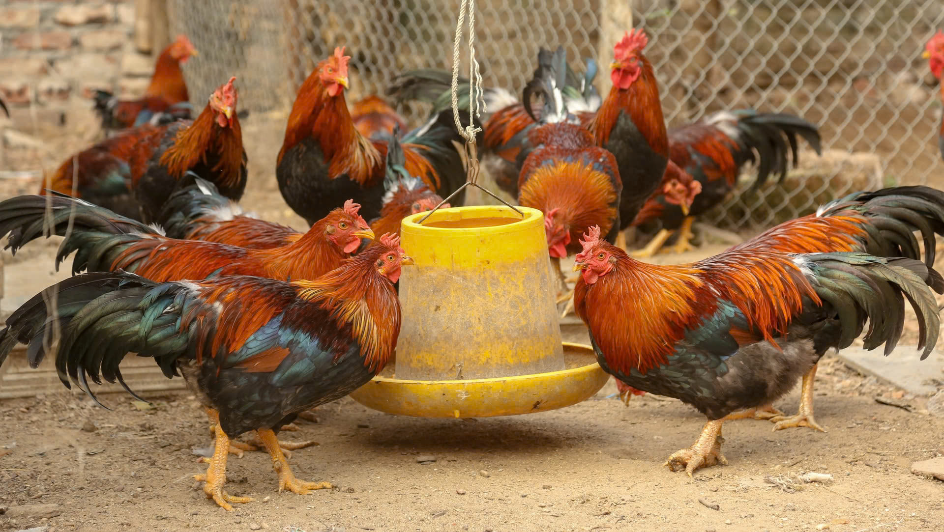 Giá gà mới nhất