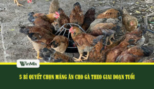 Máng ăn cho gà
