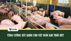 Tăng cường sức khỏe cho vật nuôi giai đoạn rét