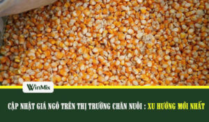 Giá ngô hạt trên thị trường