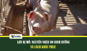 Lợn bị mỡ và cách xử lý