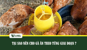 Tại sao nên cho gà ăn theo từng giai đoạn