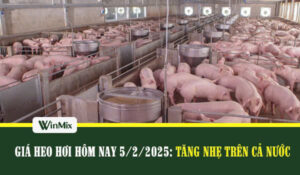 Giá heo hơi hôm nay tăng nhẹ
