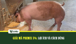 Premix 5%